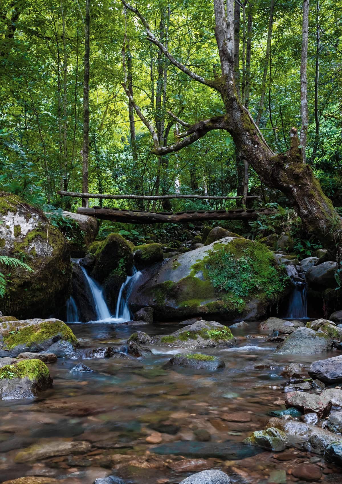 Mtirala National Park in Georgia