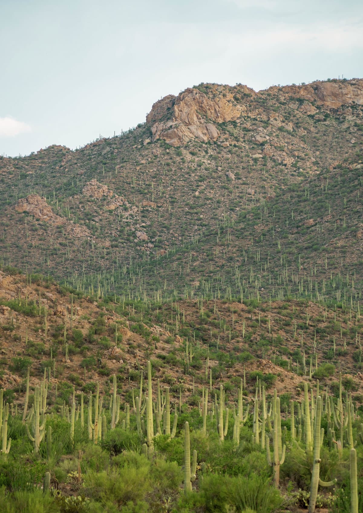 Saguaro West National Park in Tucson, Arizona