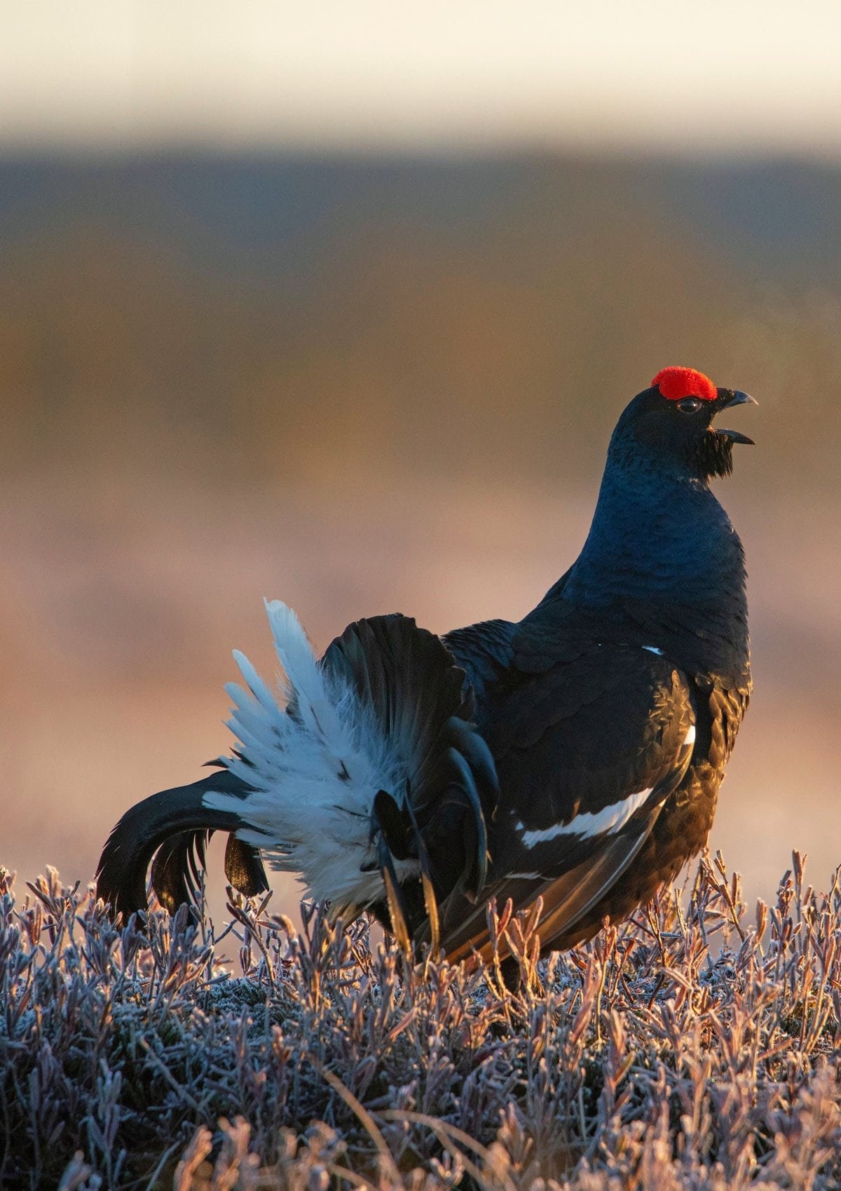 A black grouse in a swamp