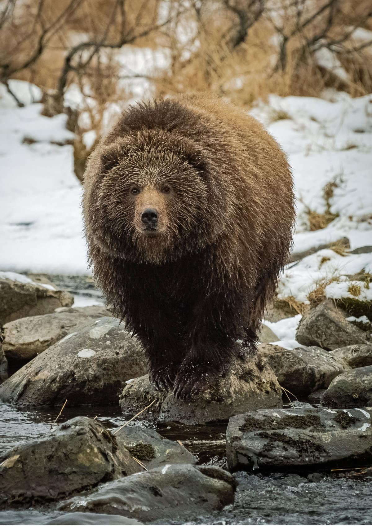 A Kodiak bear
