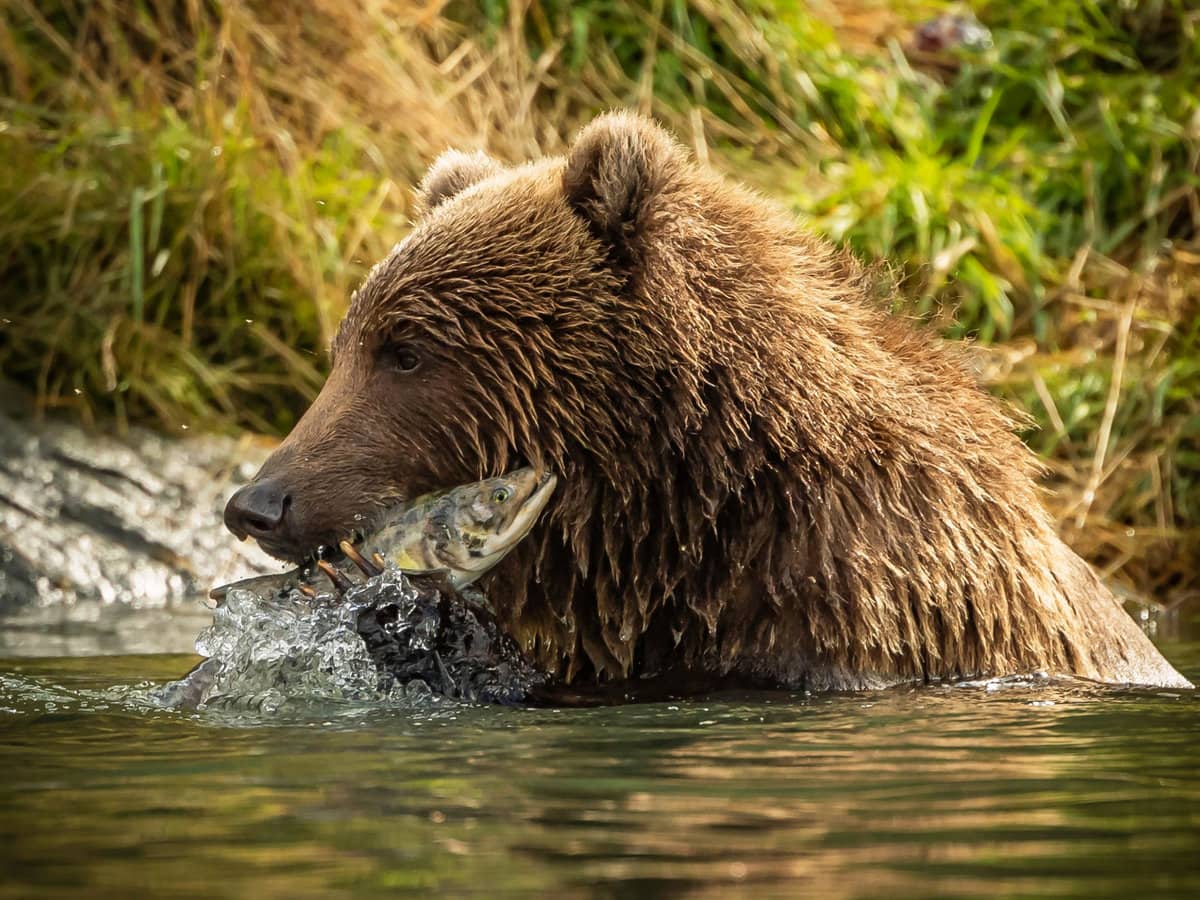 A kodiak bear hunting for food