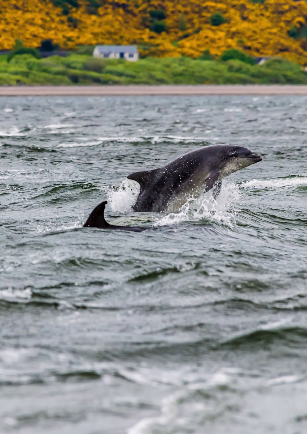 A pair of dolphins frolick in the Moray Firth off Chanonry Point, Scotland