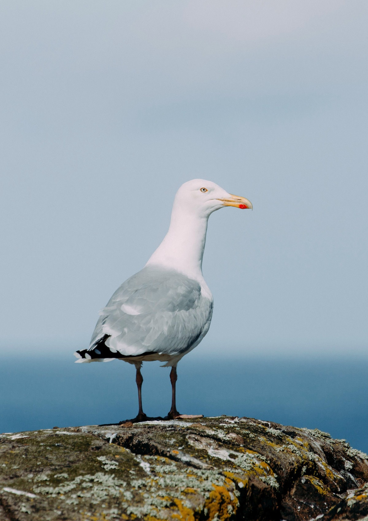 A seagull on the Isle of May in Fife, Scotland