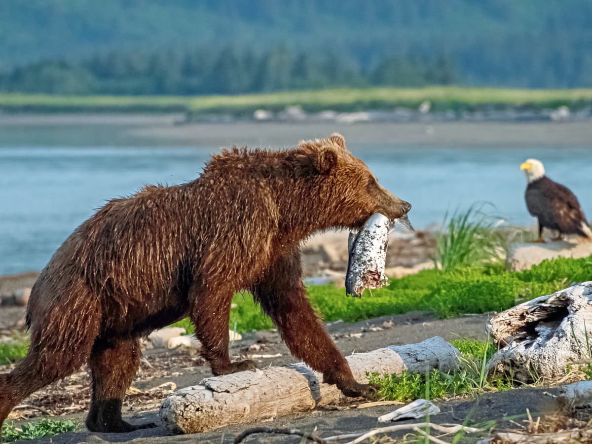 Alaska Kodiak Bear
