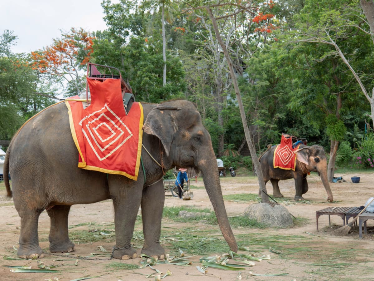 Elephants walking in Pattaya, Thailand