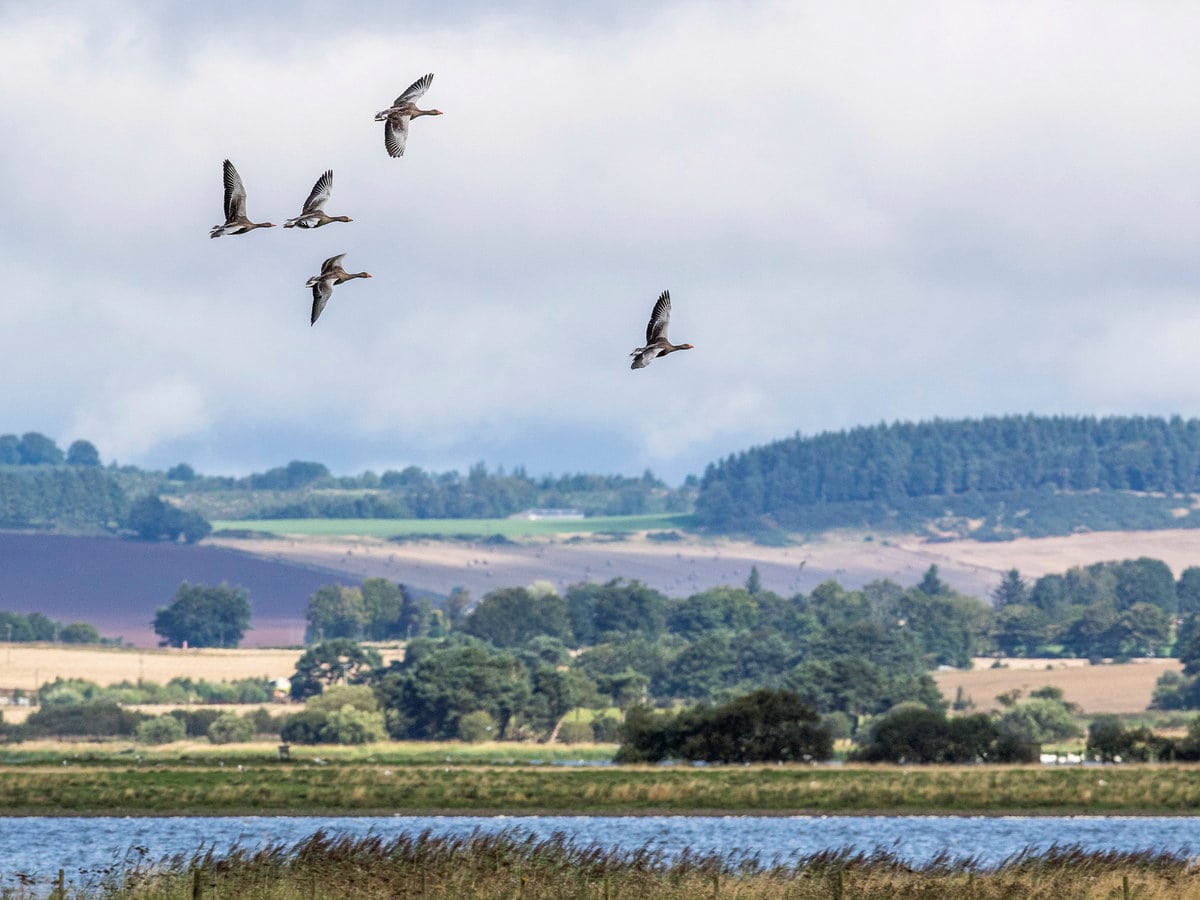 Geese fly over Loch Leven in Scotland