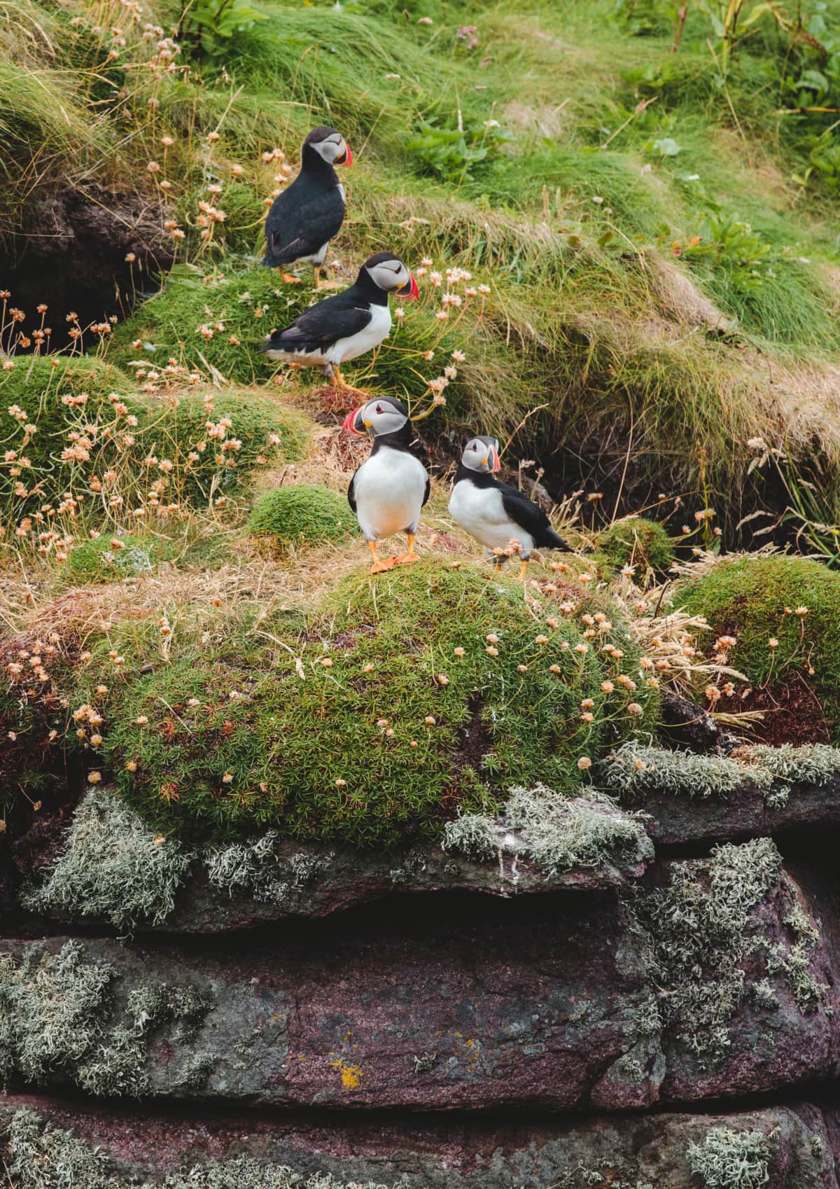 Puffins on Handa Island, Scotland