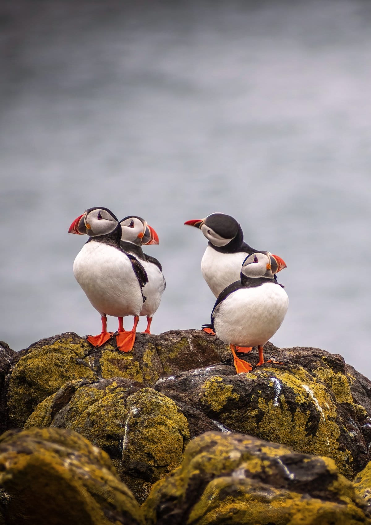 Puffins on the Isle of May in Fife, Scotland