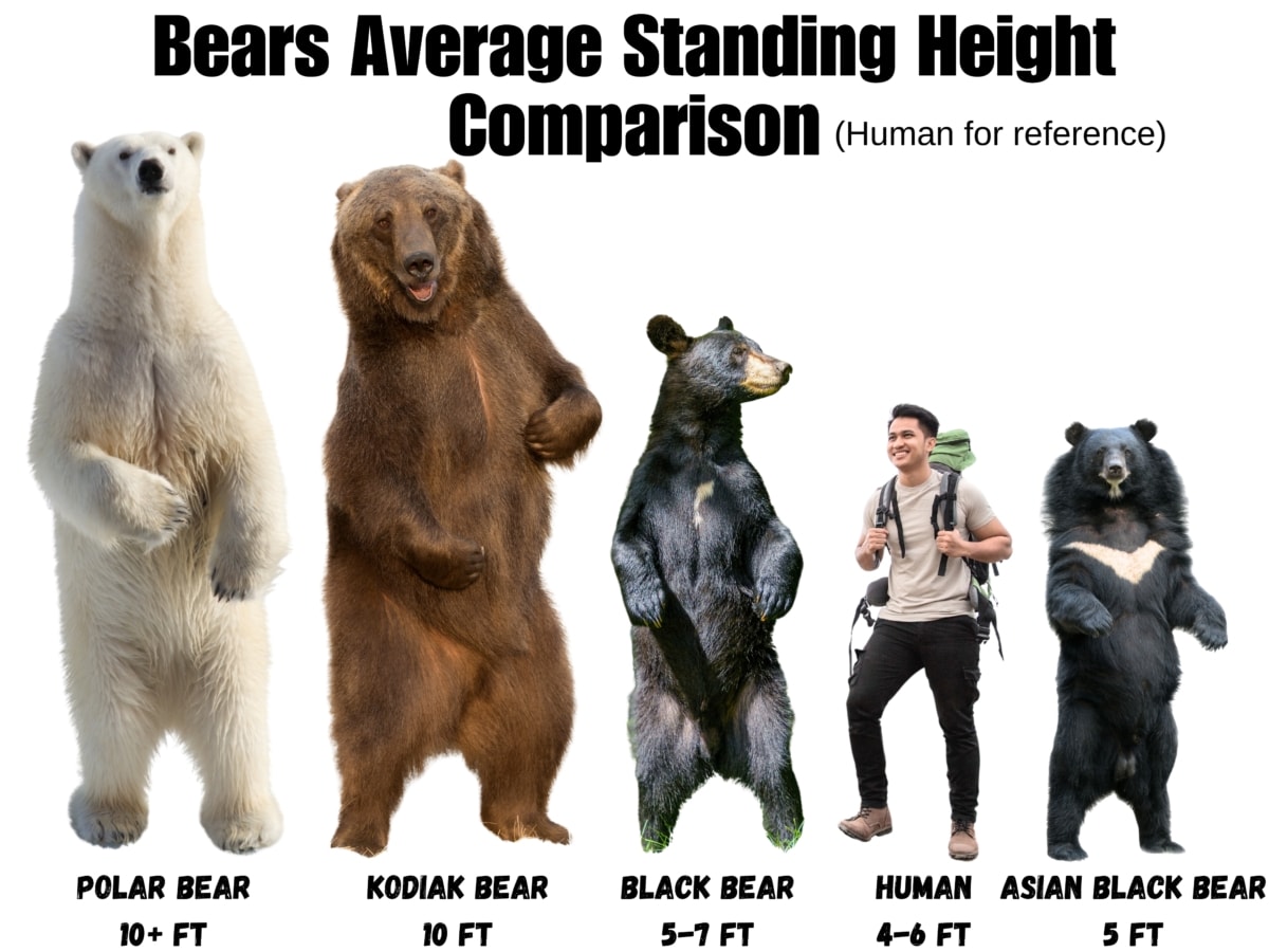 Bears Size Comparison