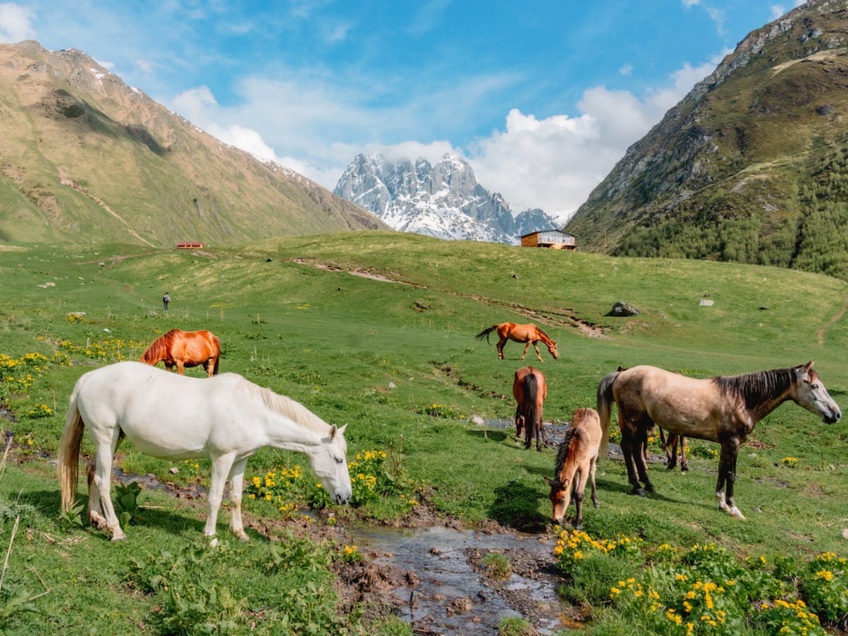 Horses in the Juta Valley, Kazbegi Region, Georgia