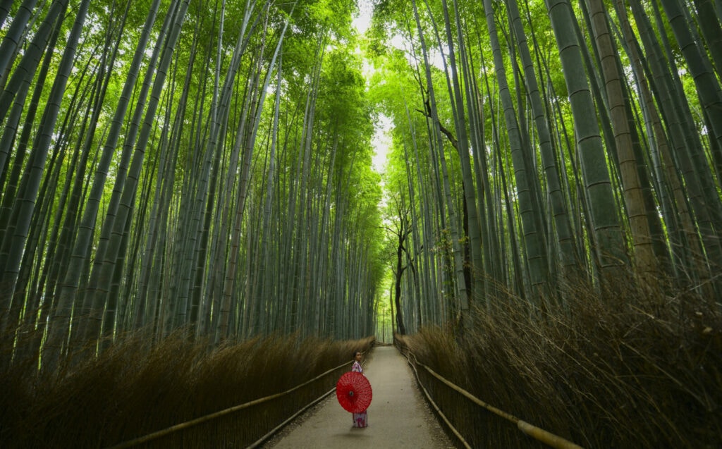 Arashiyama Bamboo Grove, a gorgeous place in Kyoto, Japan