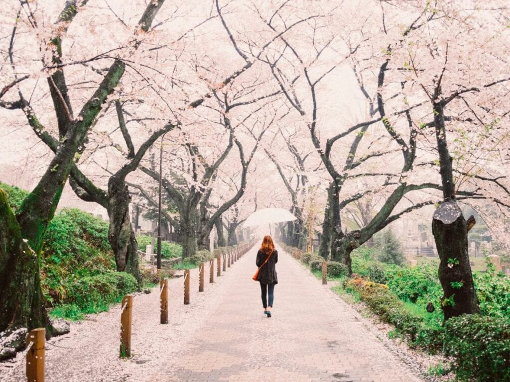 Sakura Cherry Blossom, Japan - Best Time To Go To Japan