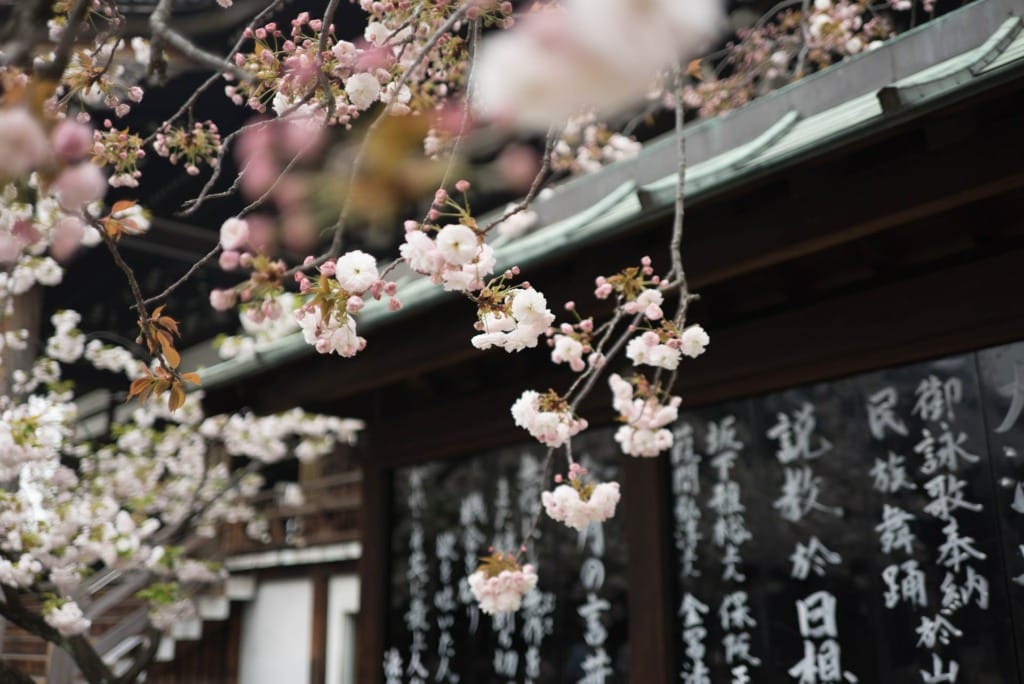 Osaka cherry blossom in April