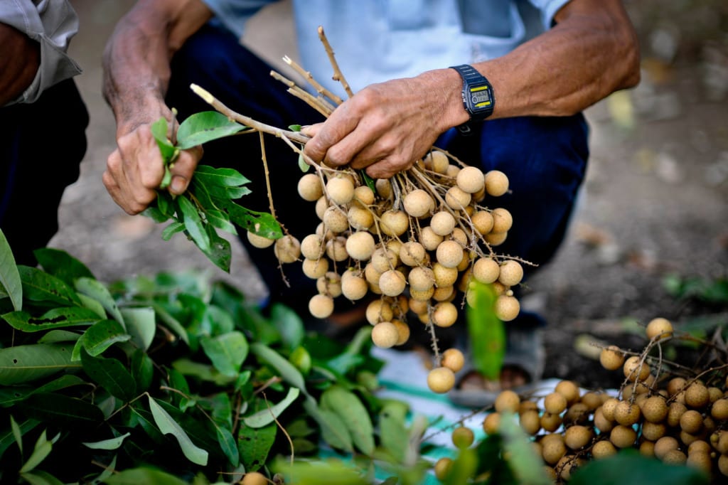 Farmer harvesting longan fruits in Vietman