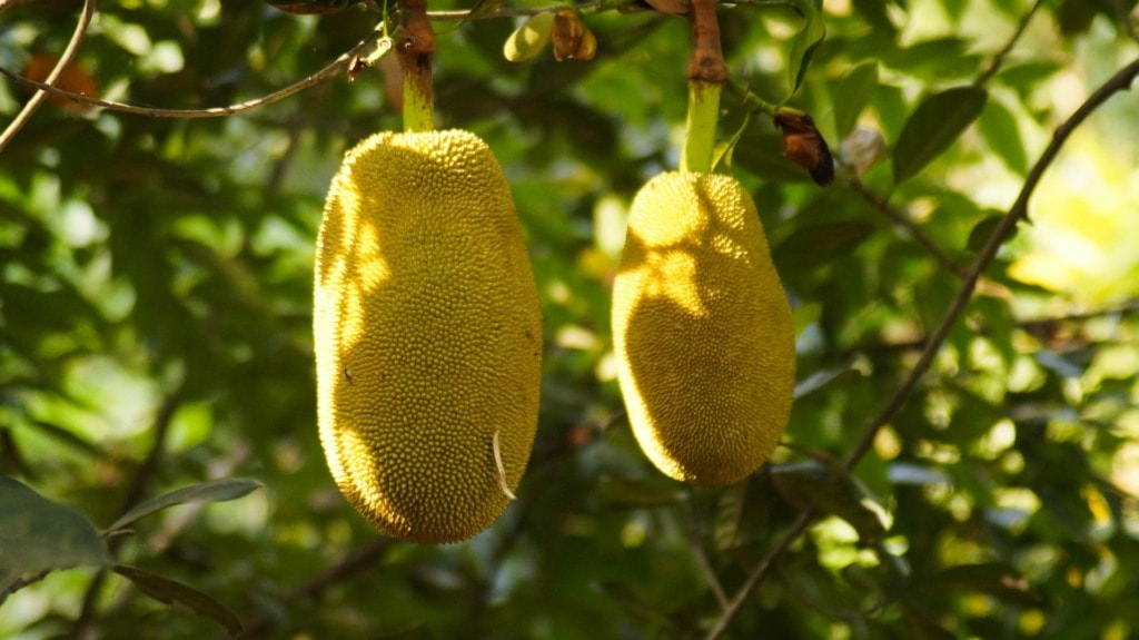 Jackfruit fruit in Vietnam