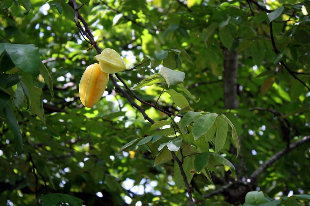 find starfruit on trees in Vietnam