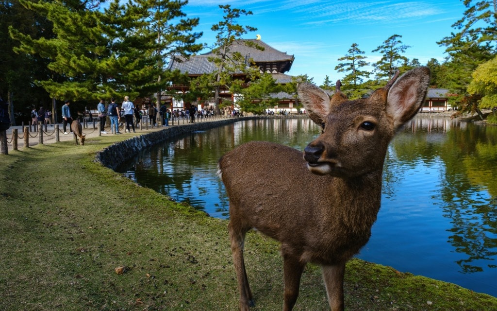 Deer in front of the Todai-ji lake