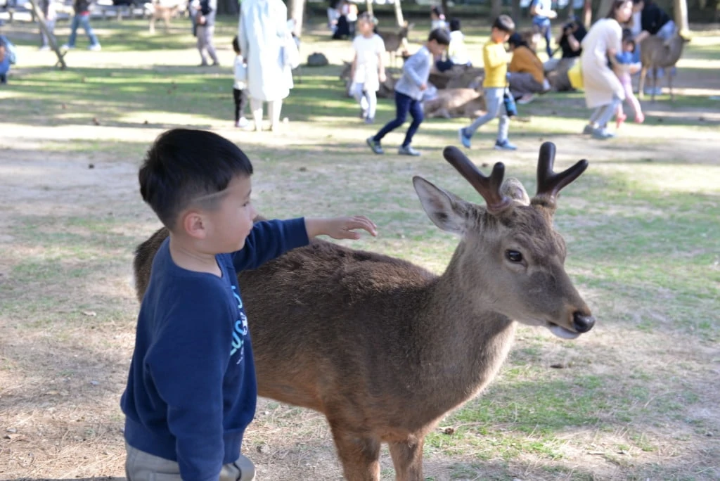 Just a shot of a kid playing with one of the free ranging Sika deer in the grounds of the Todai-ji temple