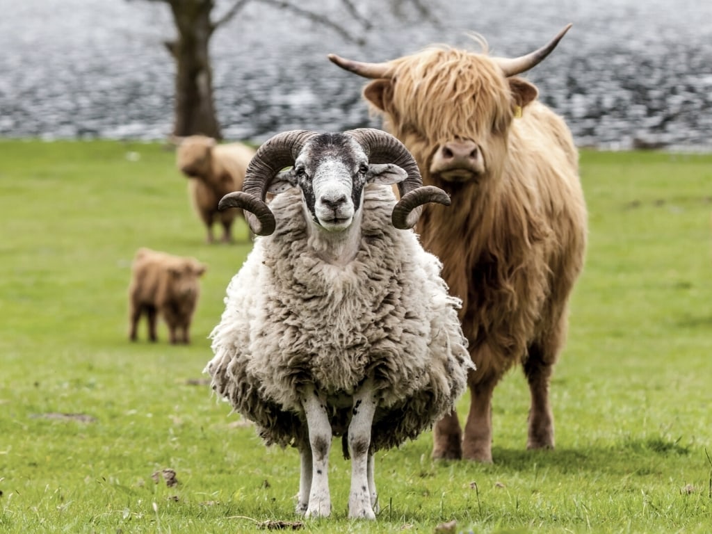 You'll find majestic farm animals in Scotland, such as these sheep and highland cattles