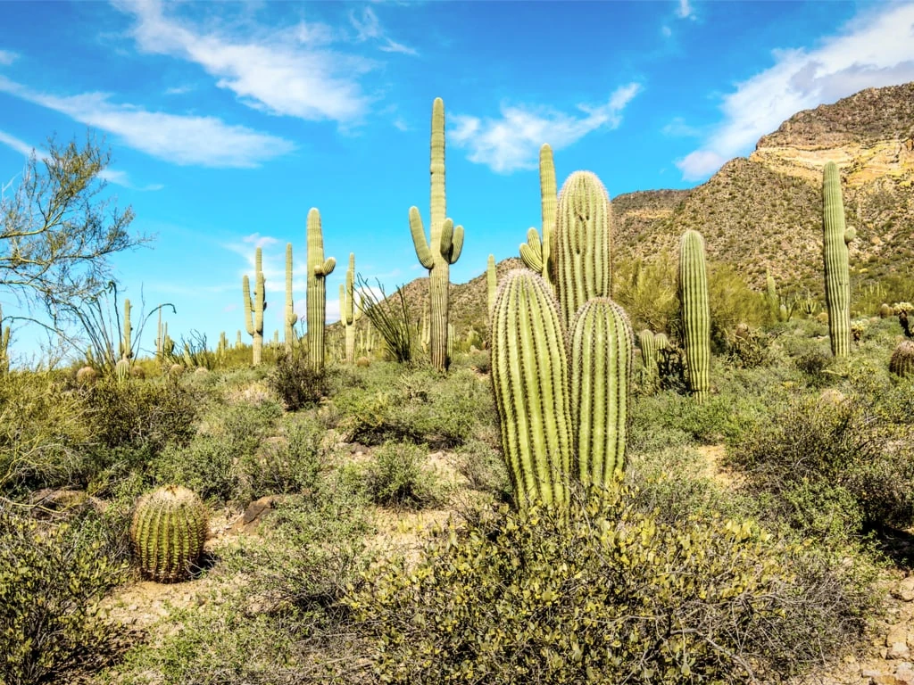 Saguaro Cactus In Usery Mountain Regional Park