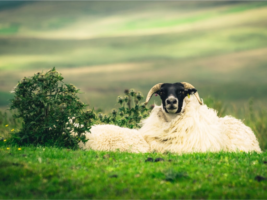 Blackface Sheep In Otterburn