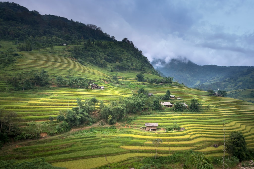 Rice Terraces In Hoang Su Phi