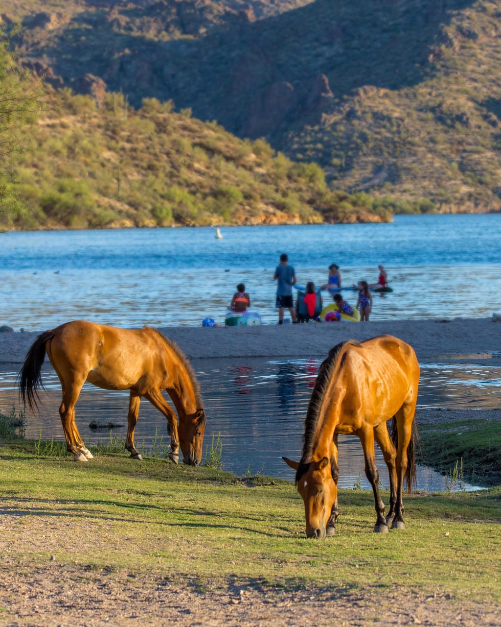 Wild Horses at Salt River near Butcher Jones recreation site