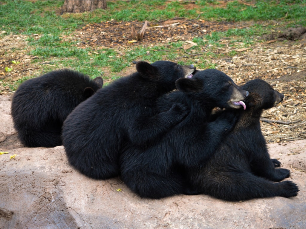 Bears at Bearizona Wildlife Park