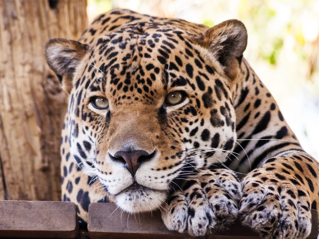 Leopard Phoenix Zoo