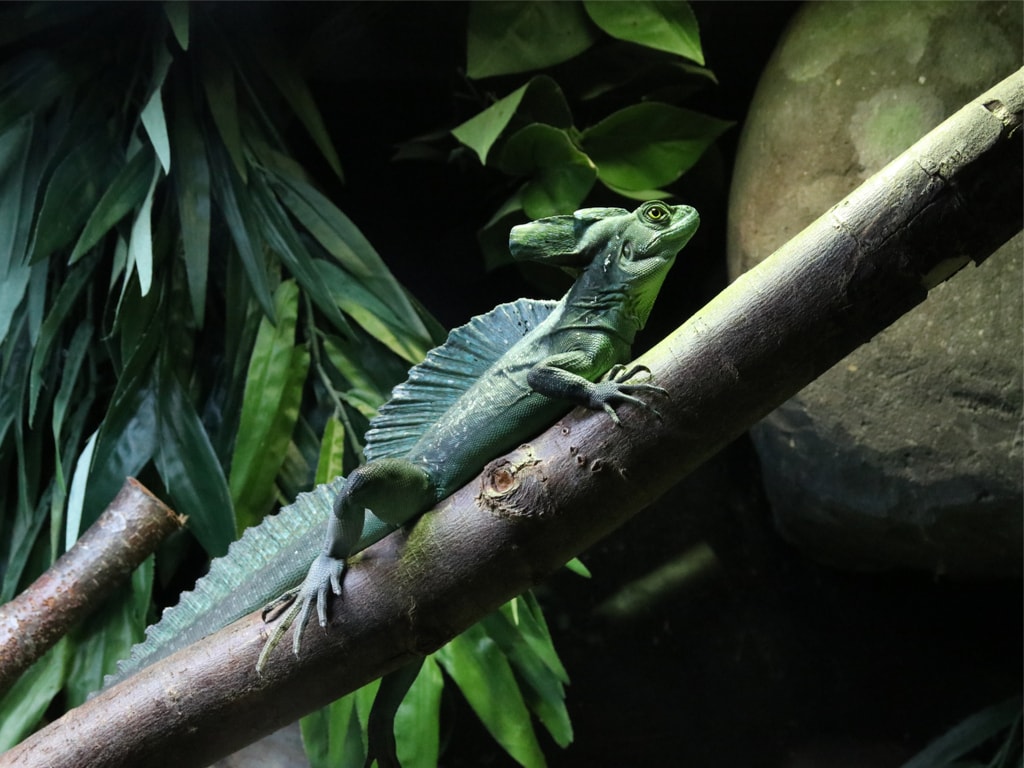 A Lizard Resting on a Branch at the Blue Planet Aquarium, Cheshire