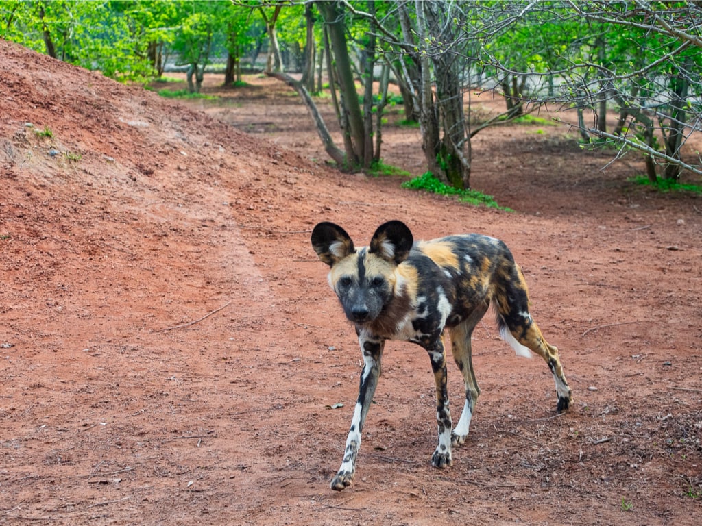 African Painted Dog at Chester Zoo