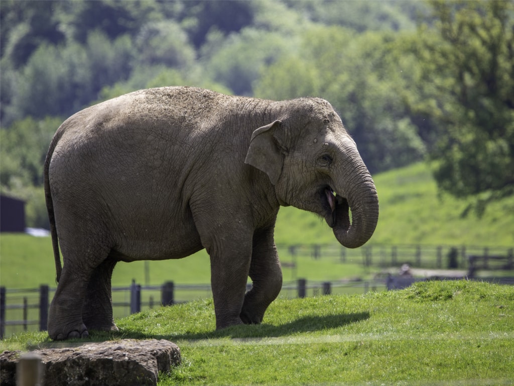 An asian elephant in Whipsnade Zoo