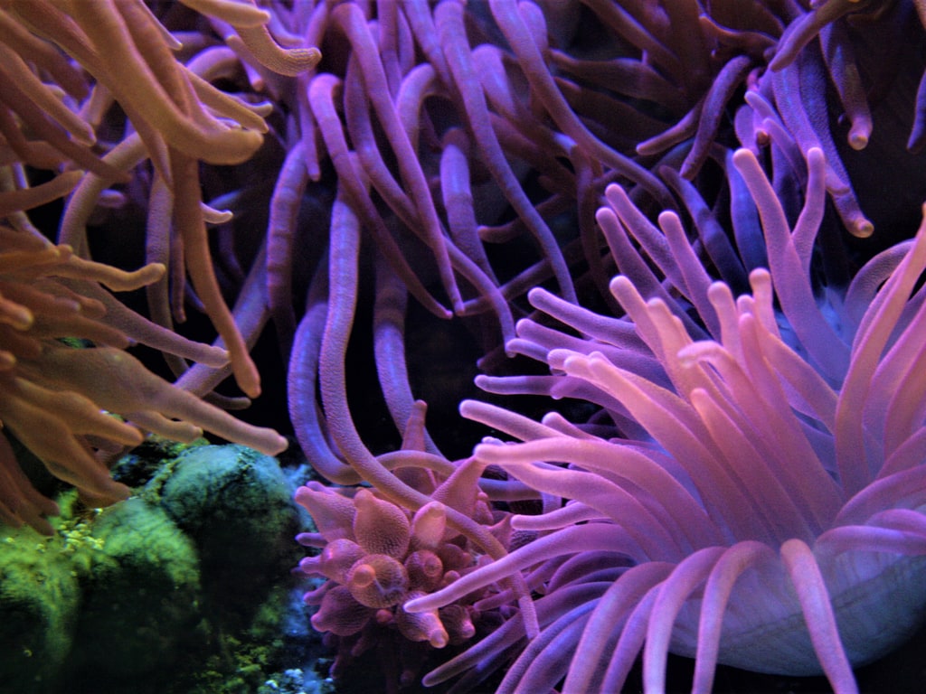 Anemones and Coral at the National Marine Aquarium in Plymouth
