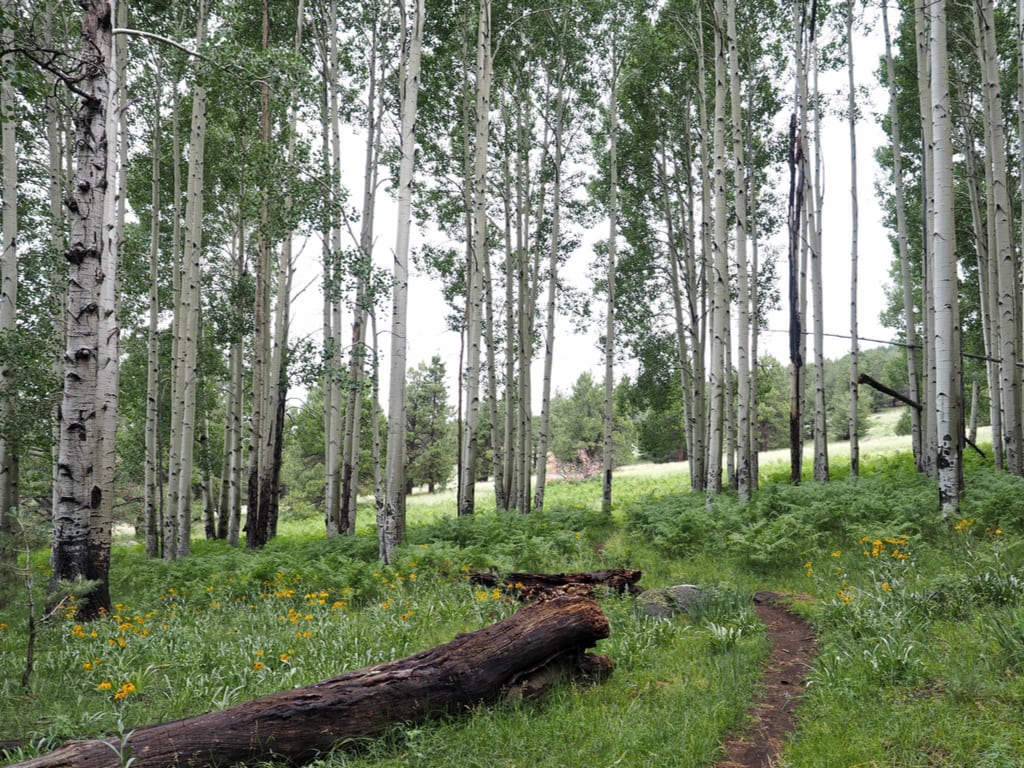 Aspen Trees Surround a Hiking Trail in Flagstaff