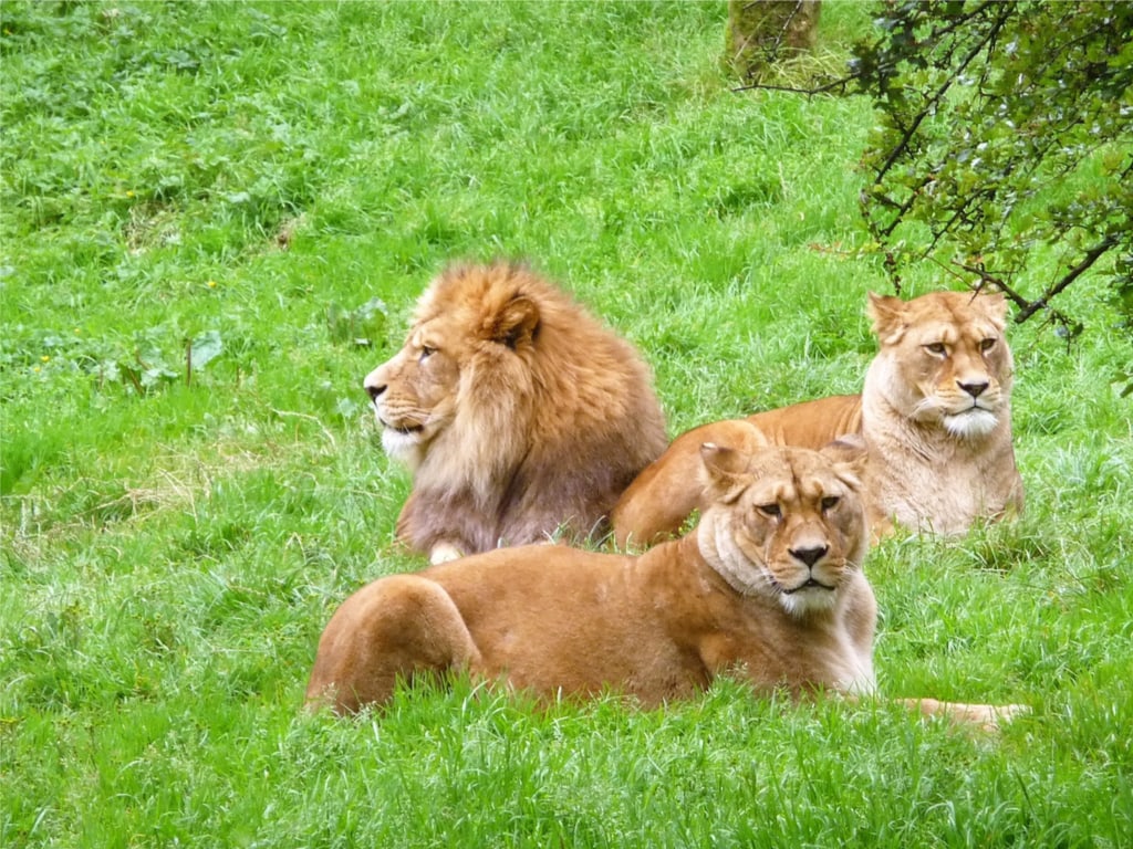 Barbary Lions Resting in Belfast Zoo