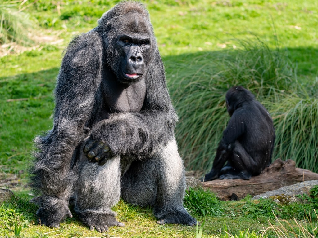 Gorilla in Bristol Zoo