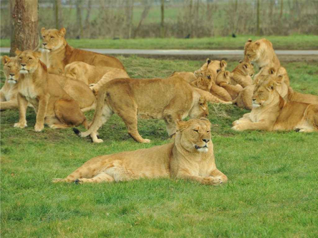 Lions at Longleat Safari Park