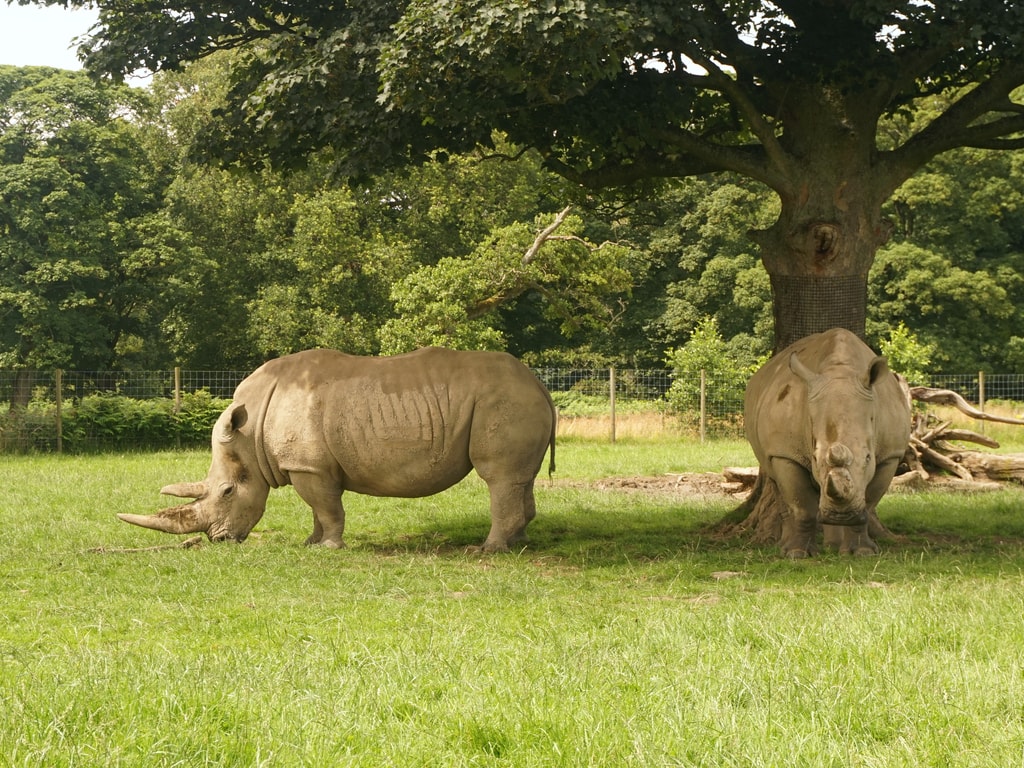 Rhinos grazing at Knowsley Safari Park