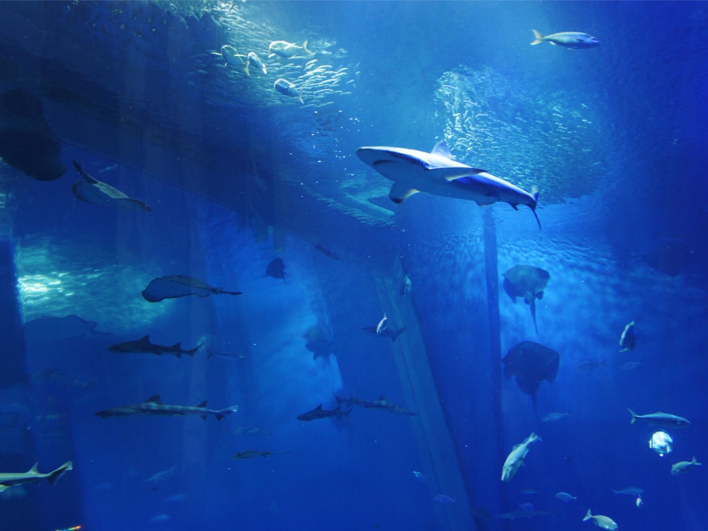 Sharks and Manta Rays at the Sea Life Aquarium in London