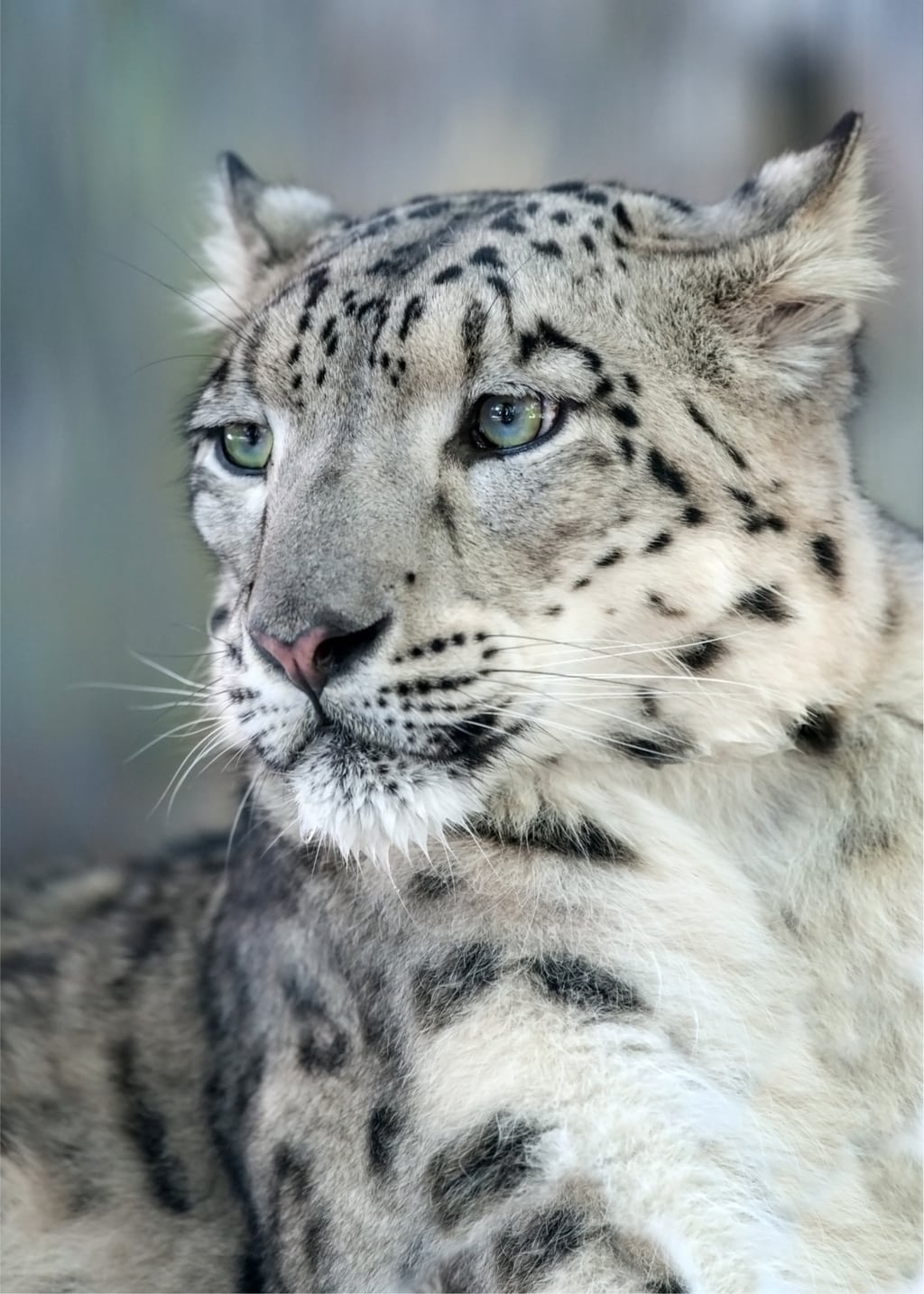 Snow Leopard in Welsh Mountain Zoo