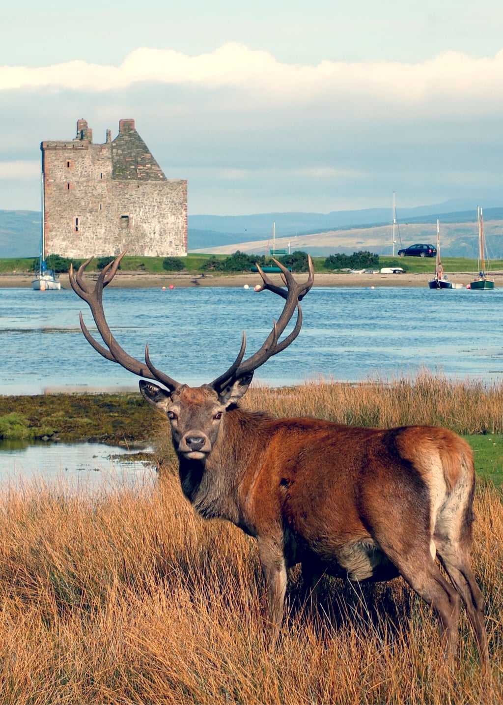 A red deer stag and Lochranza Castle in the Isle of Arran, Scotland