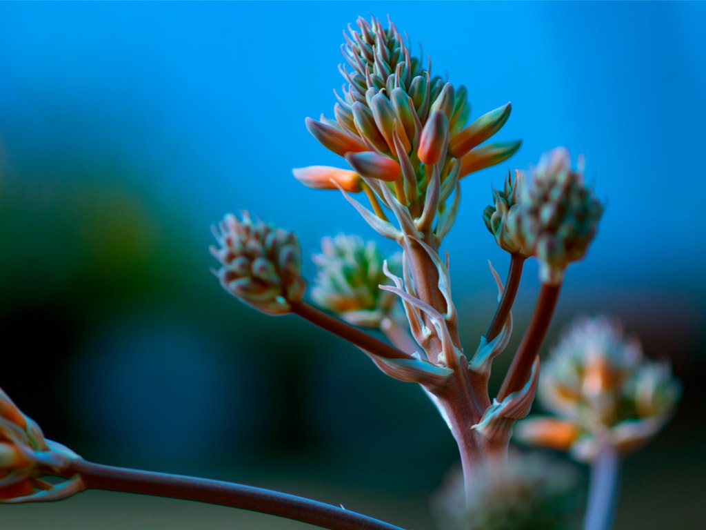 Beautiful flower bud before bloom in Arizona Botanical Gardens and Cactus Shop