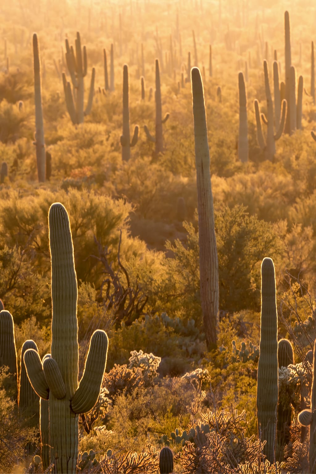 Cactus forest at sunset in Saguaro National Park, Arizona