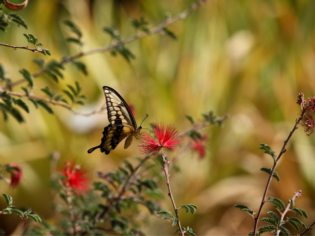 Giant Swallowtail butterfly on Fairy-duster flowers at Tucson Botanical Gardens, Arizona