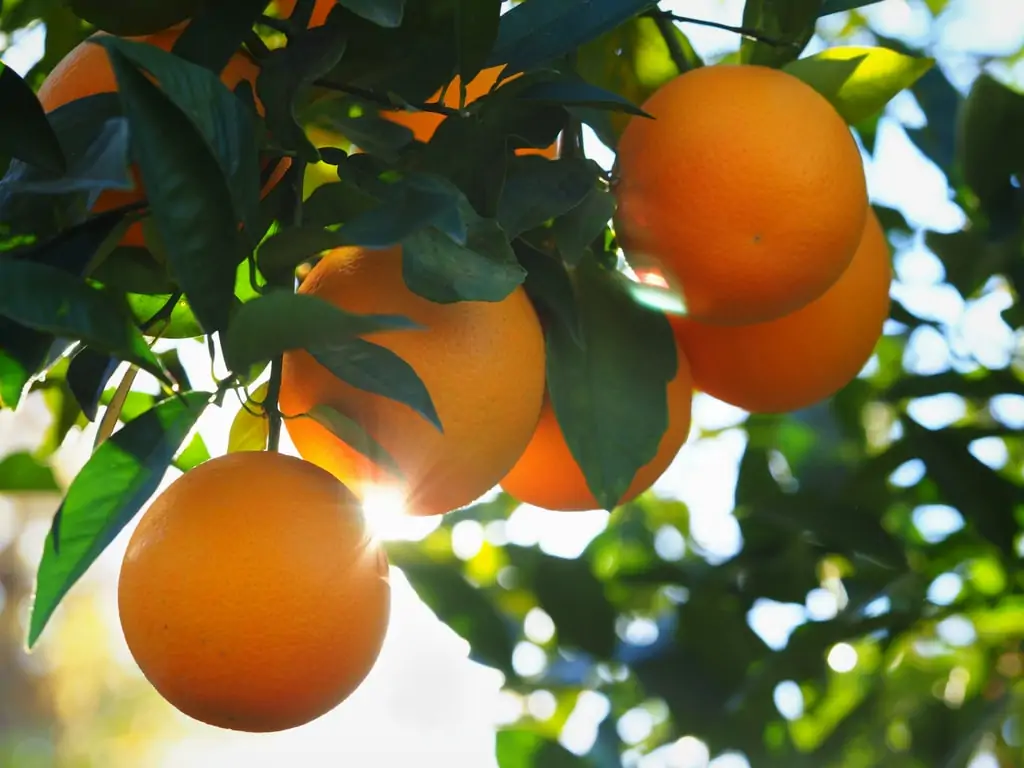 Valencia Orange Morning Sunshine