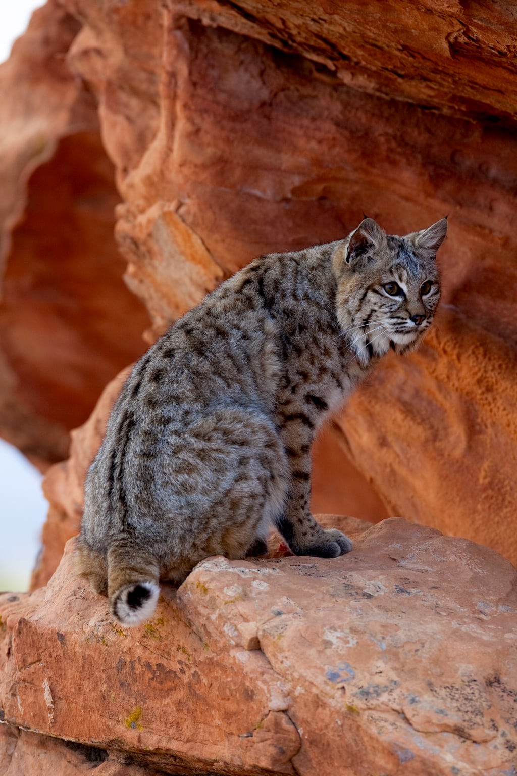 A Bobcat sitting on red rocks near a cave in Arizona
