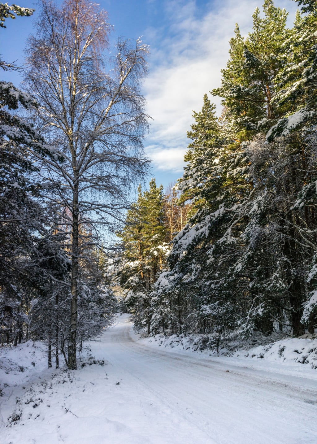 Forest Road in Winter in the Cairngorms National Park of Scotland