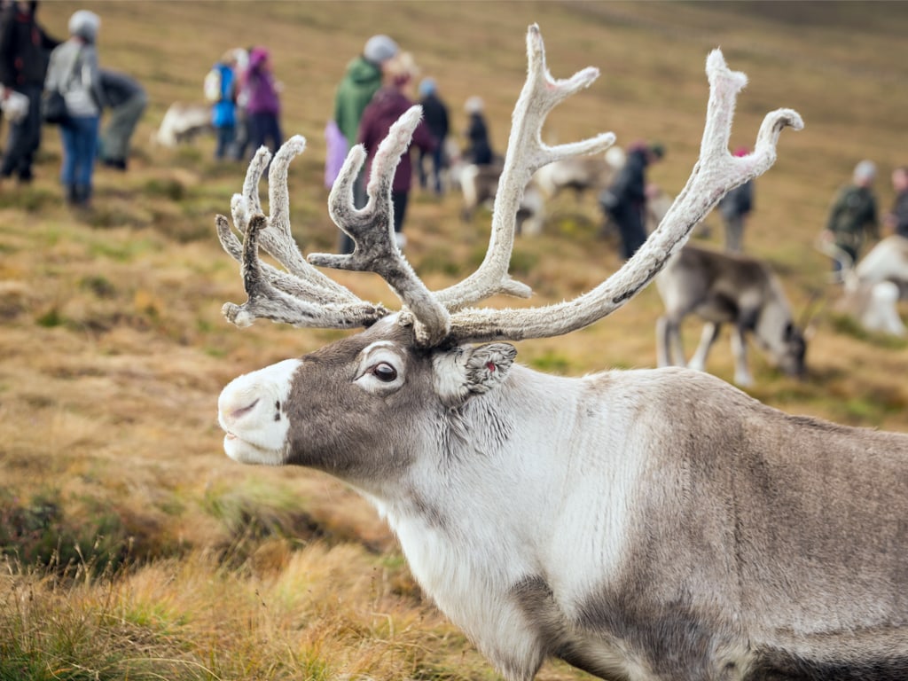 The Cairngorm Reindeer Herd in Scotland, the Only Free Ranging Herd of Reindeer in Britain
