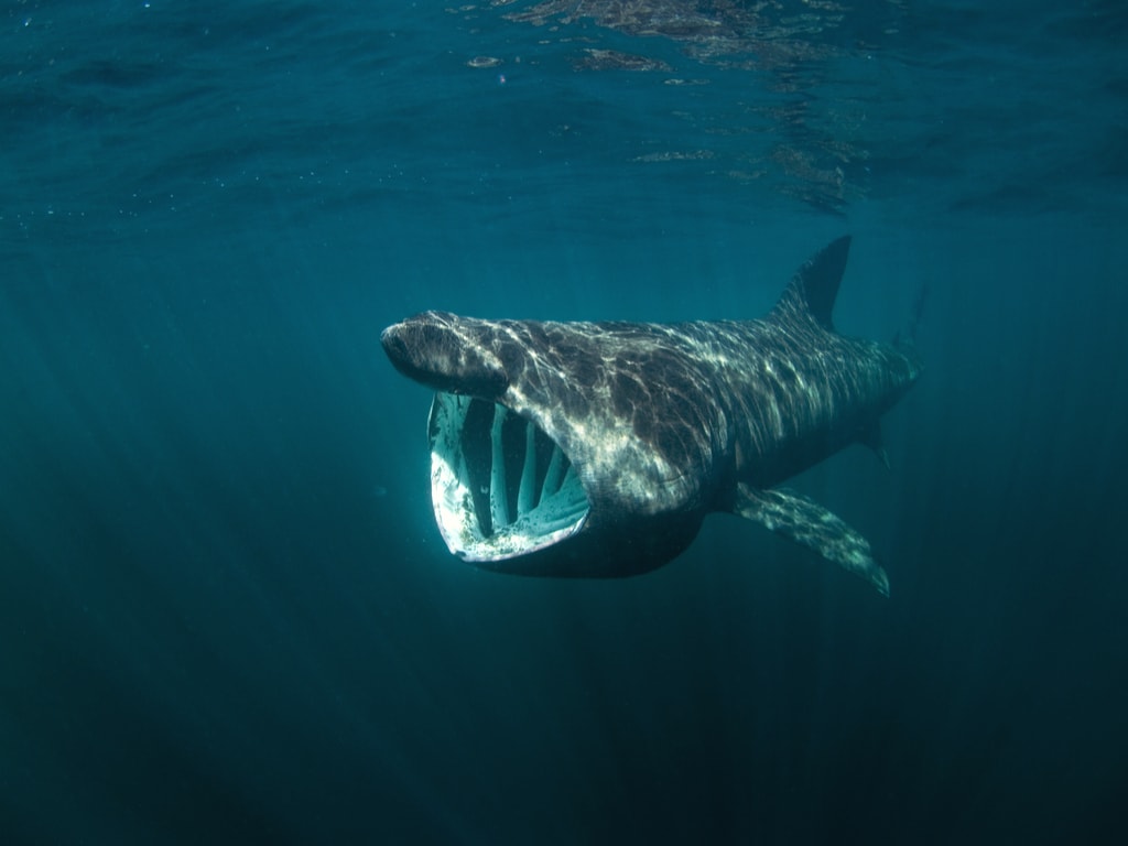 A basking shark spotted near Coll island in Scotland