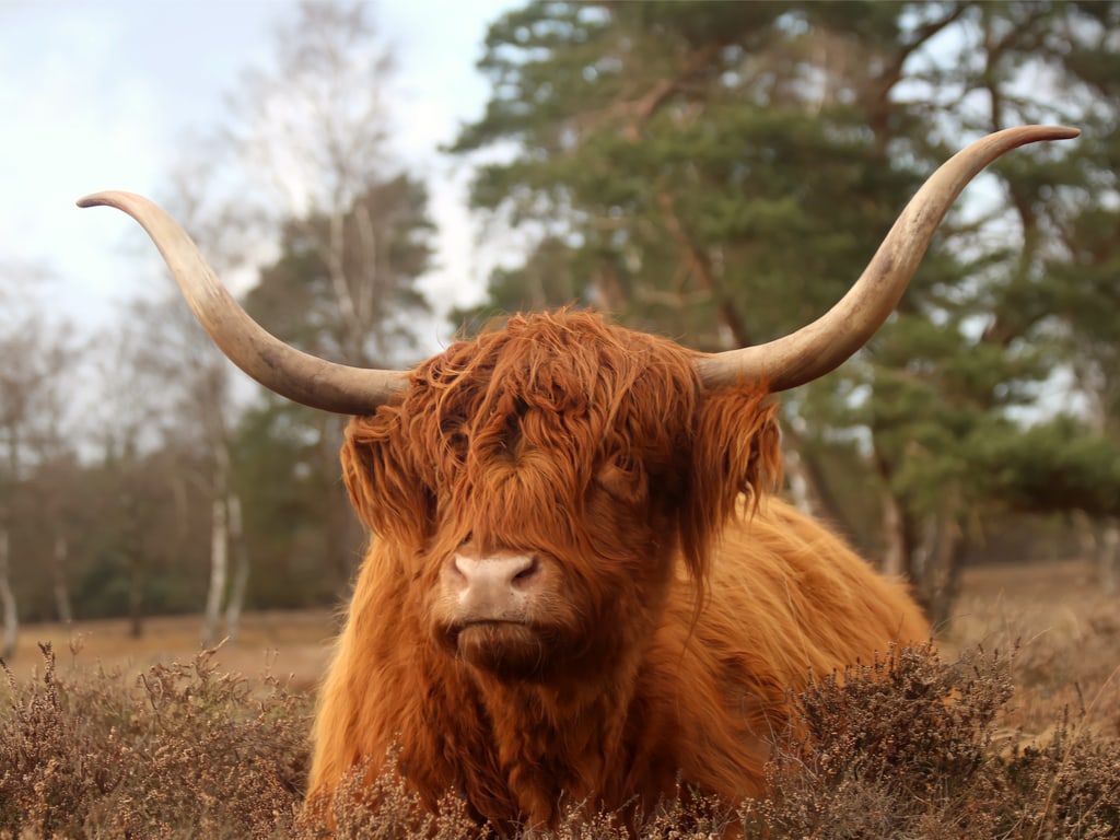 A brown highlander cow relaxing on the heather in Scotland